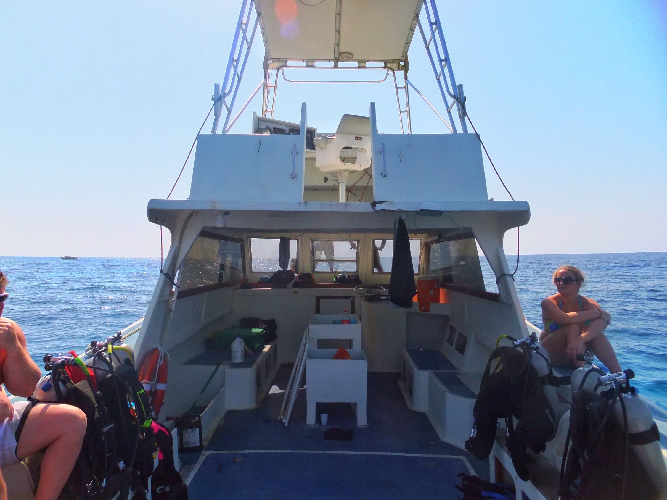 Whale Sharks In Utila