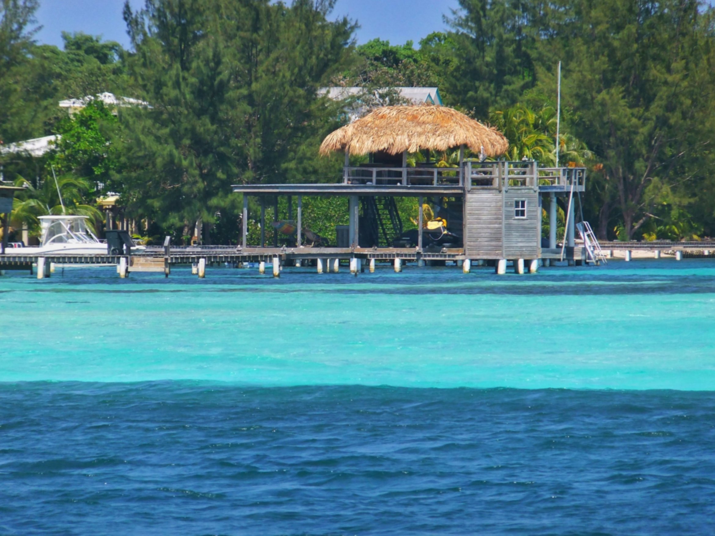 Whale Sharks In Utila