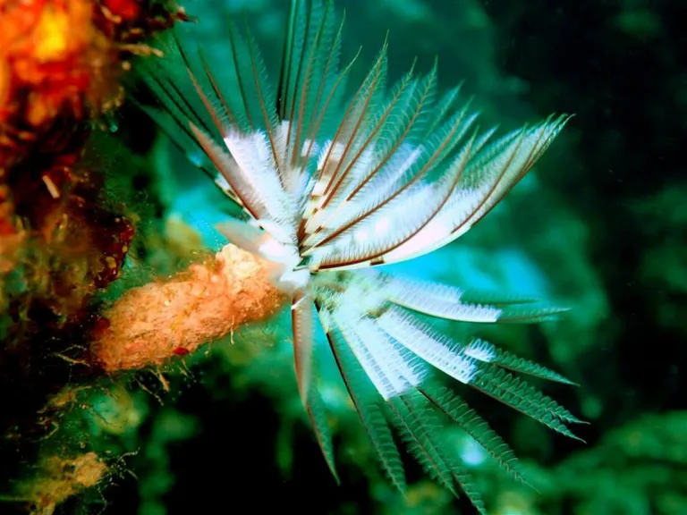 Top Scuba Dive Sites in Roatan