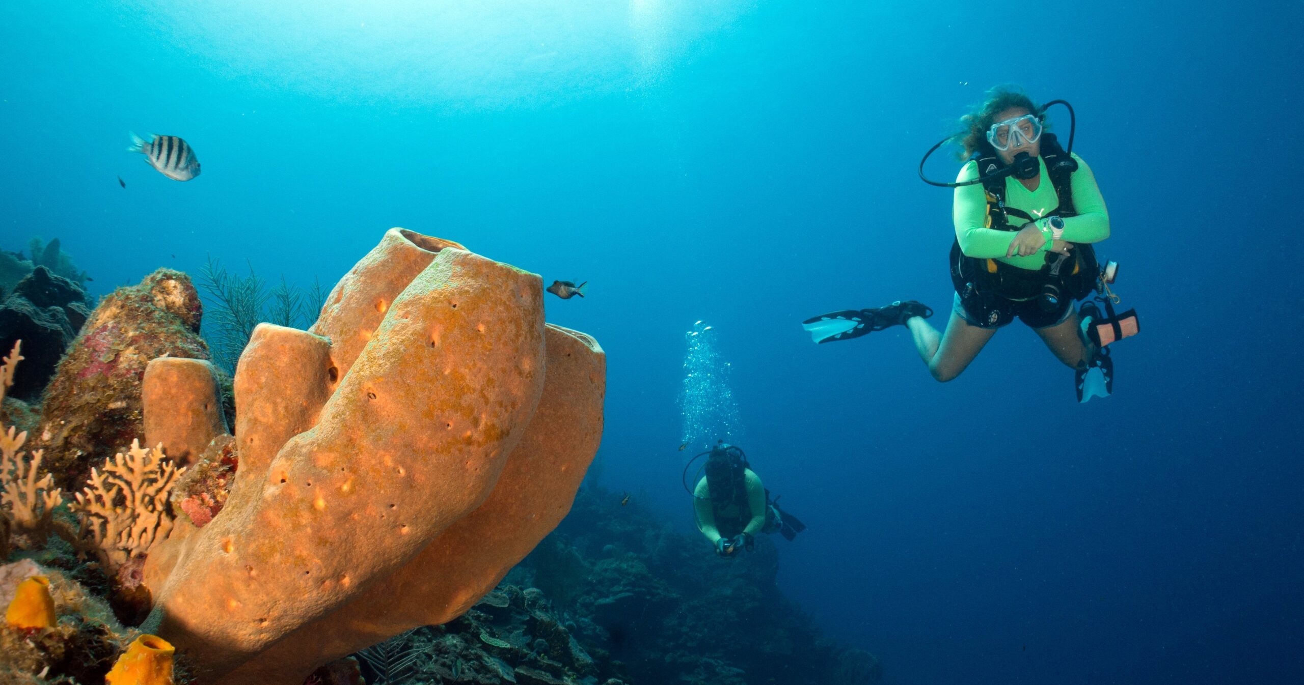 Top Scuba Dive Sites in Roatan