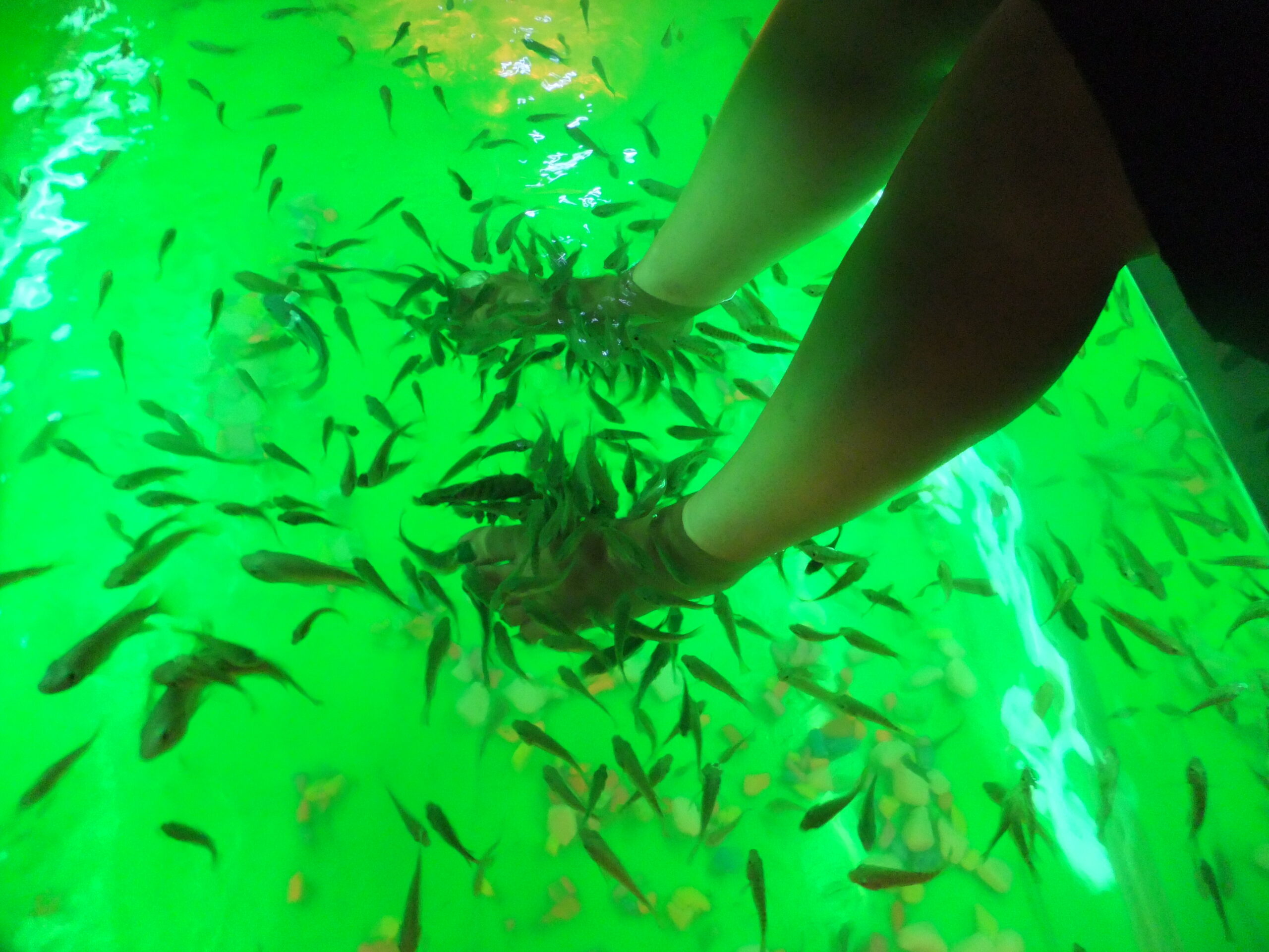 How to get from Phnom Penh to Siem Reap