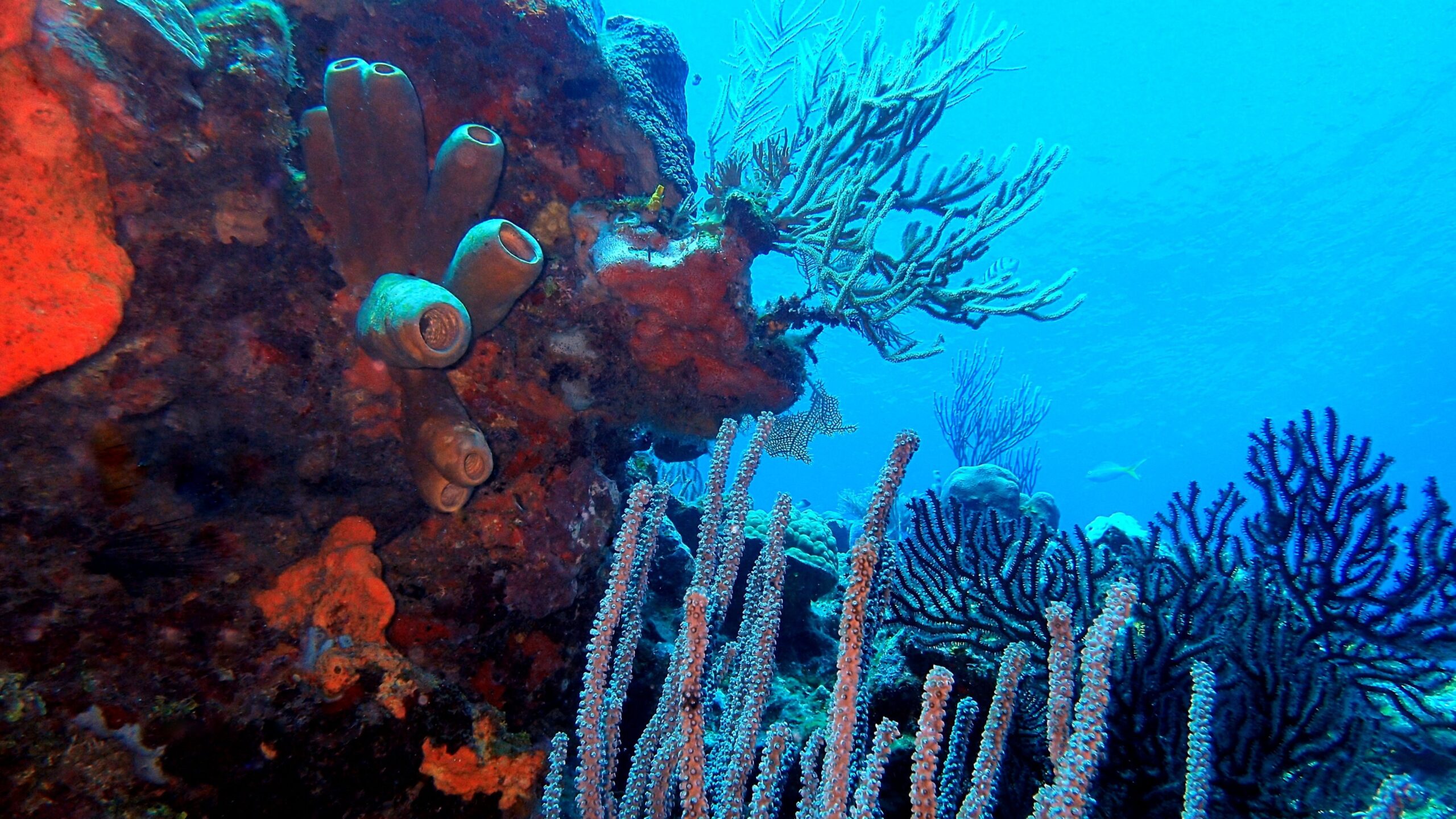 Top Scuba Dive Sites in Roatan