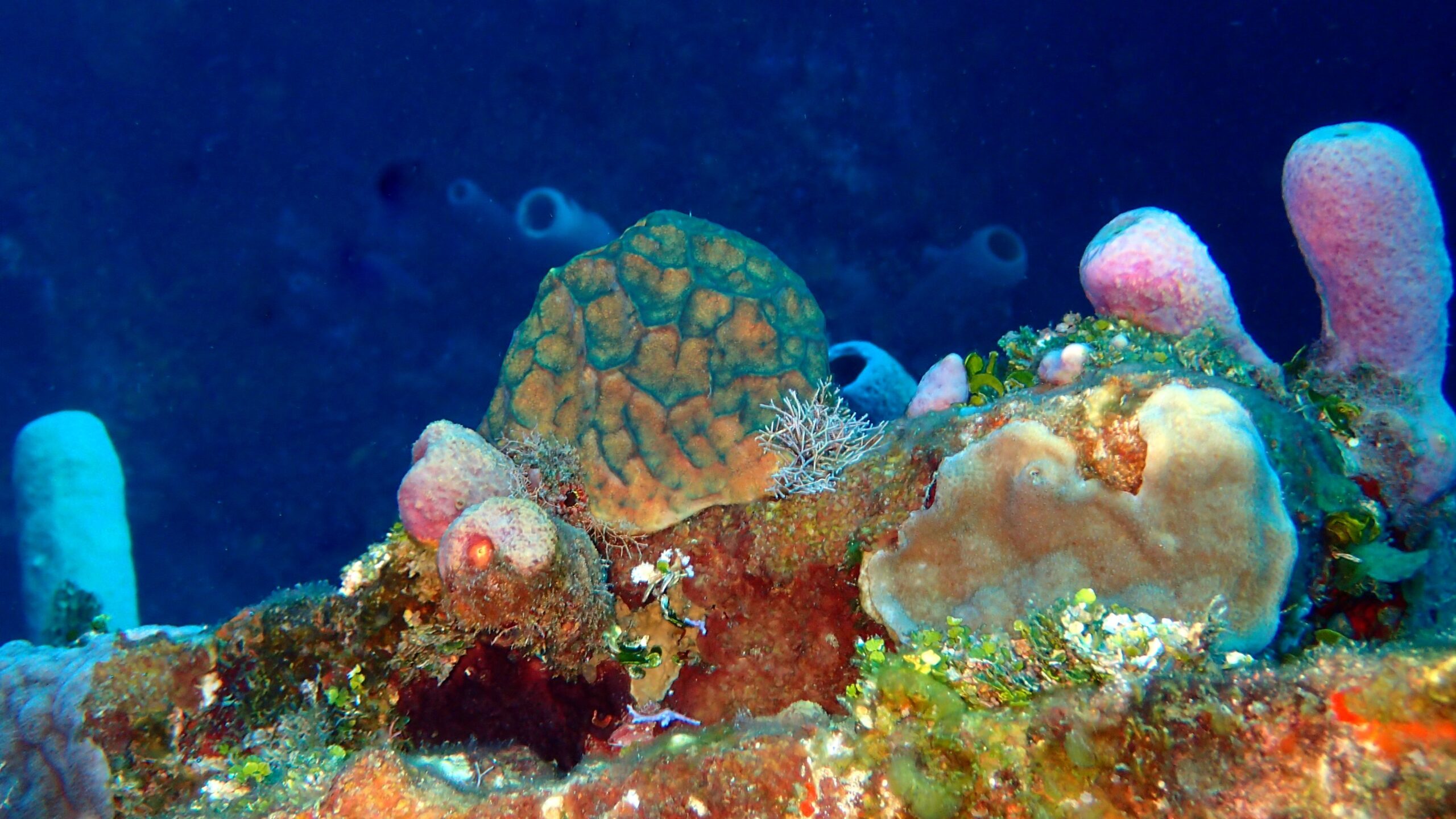 Top Scuba Dive Sites in Roatan