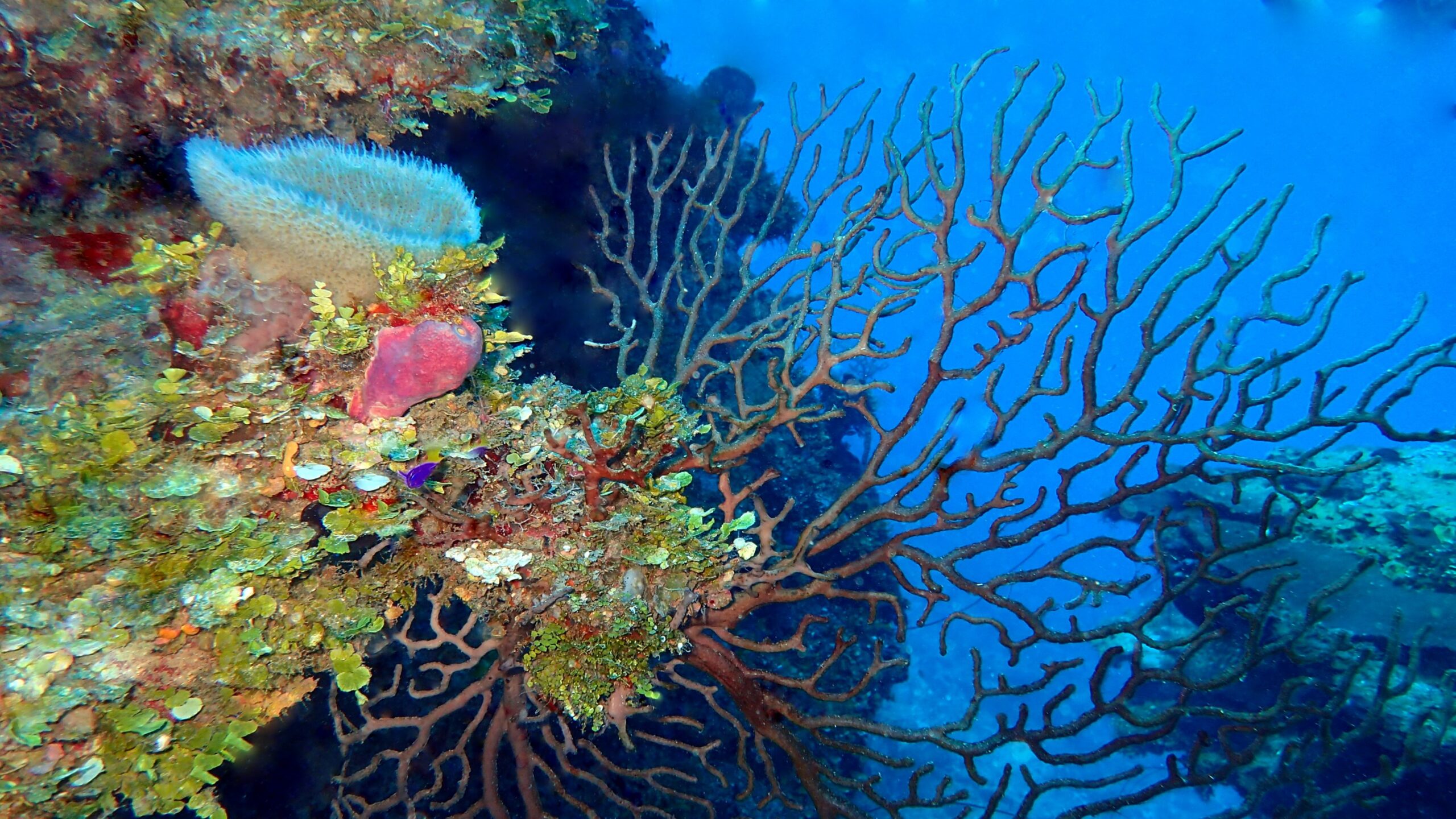 Top Scuba Dive Sites in Roatan