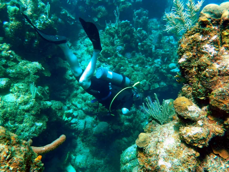 Top Scuba Dive Sites in Roatan