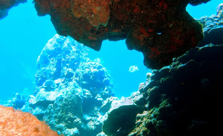 Top Scuba Dive Sites in Roatan