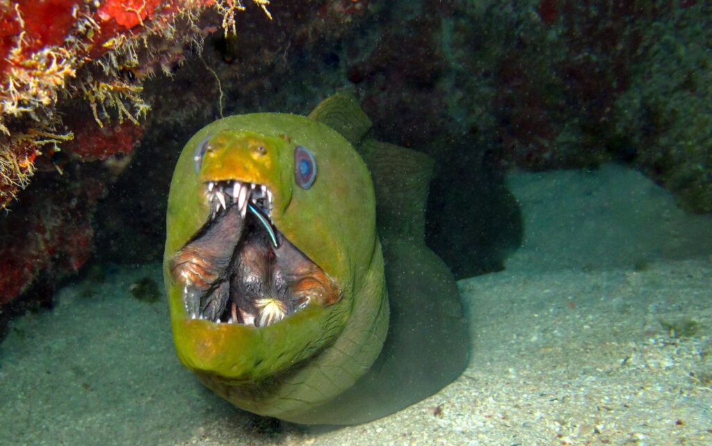 Top Scuba Dive Sites in Roatan