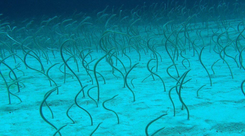 Top Scuba Dive Sites in Roatan