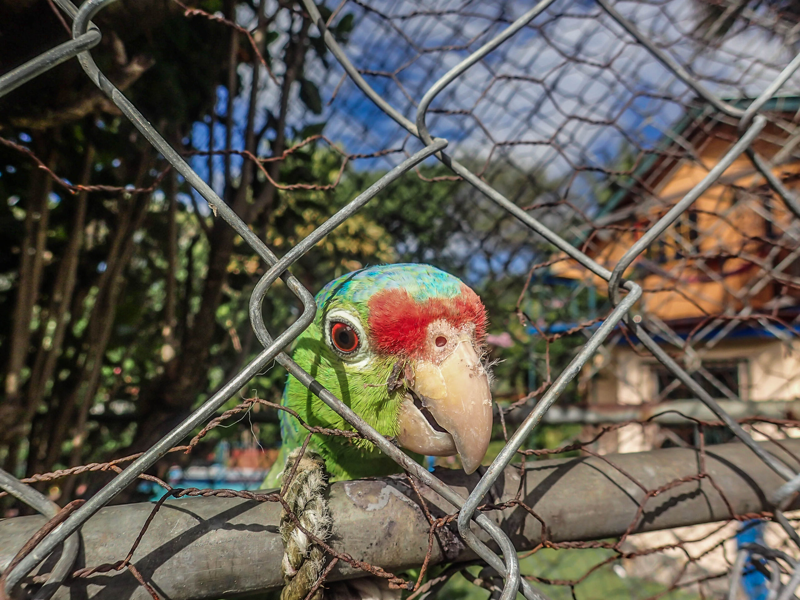 Boquete Panama Coffee