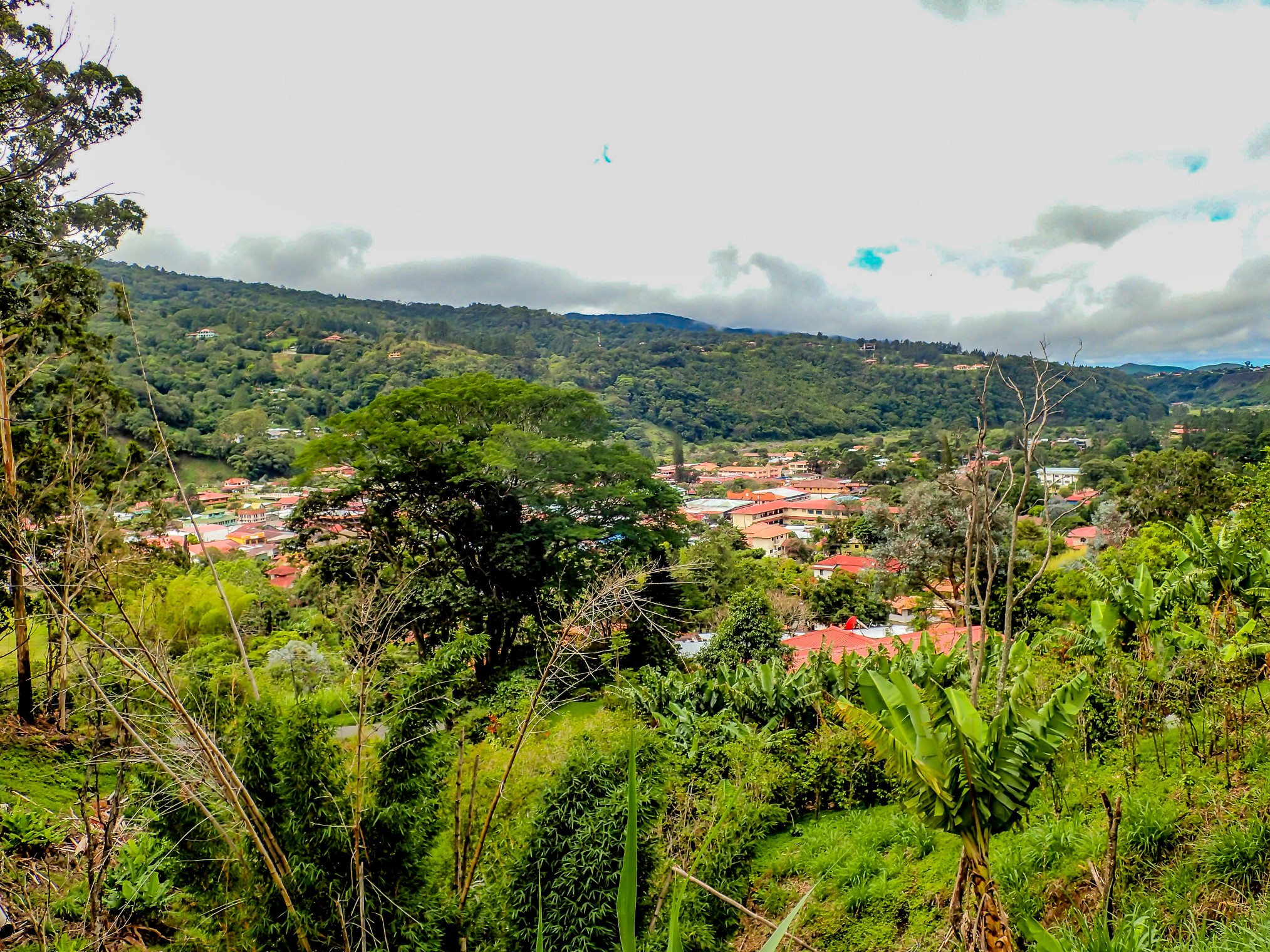 Boquete Panama Coffee