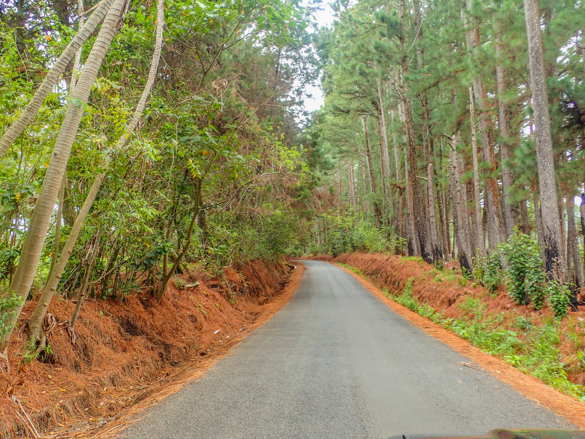 Boquete Panama Coffee