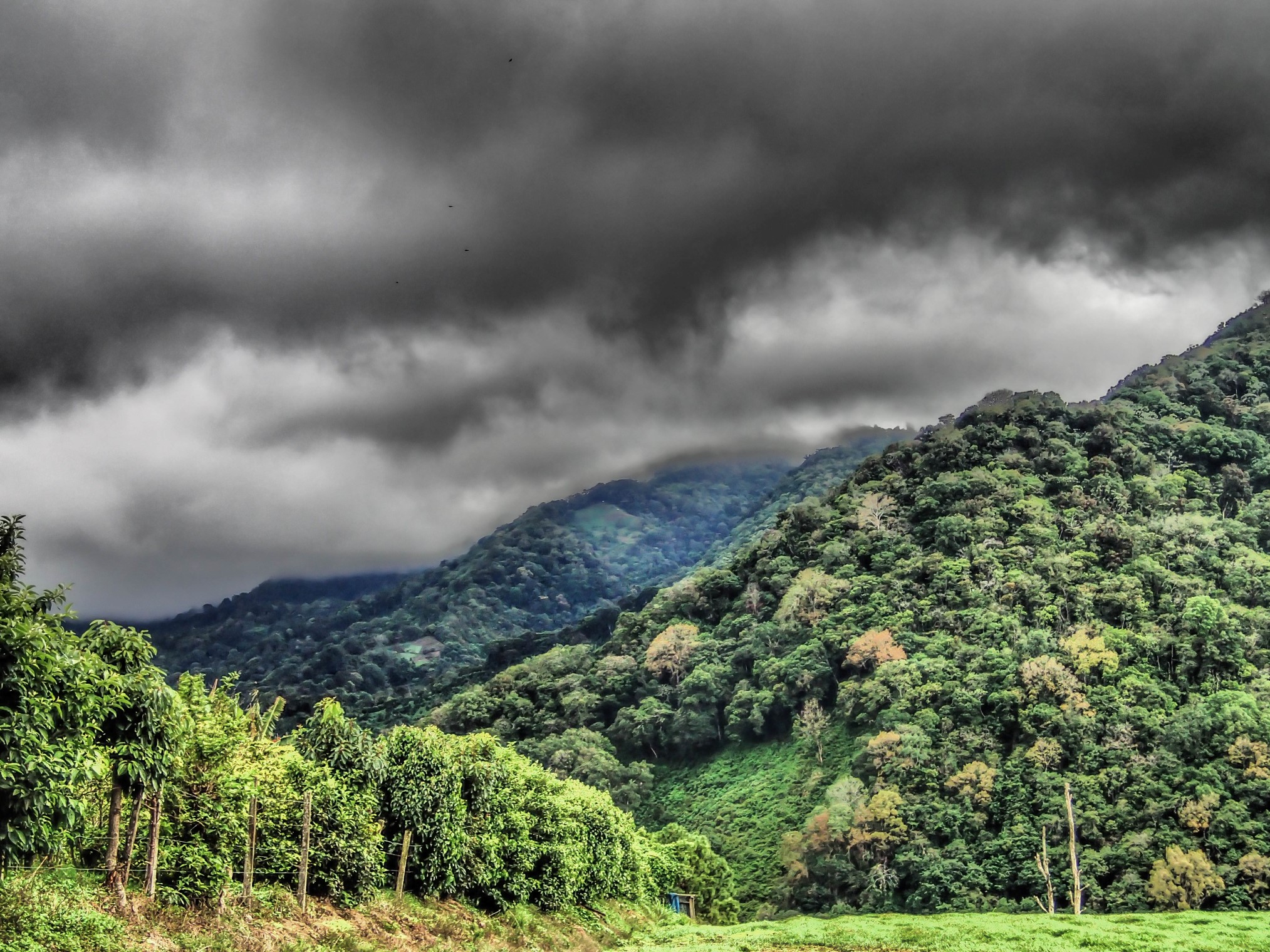 Boquete Panama Coffee