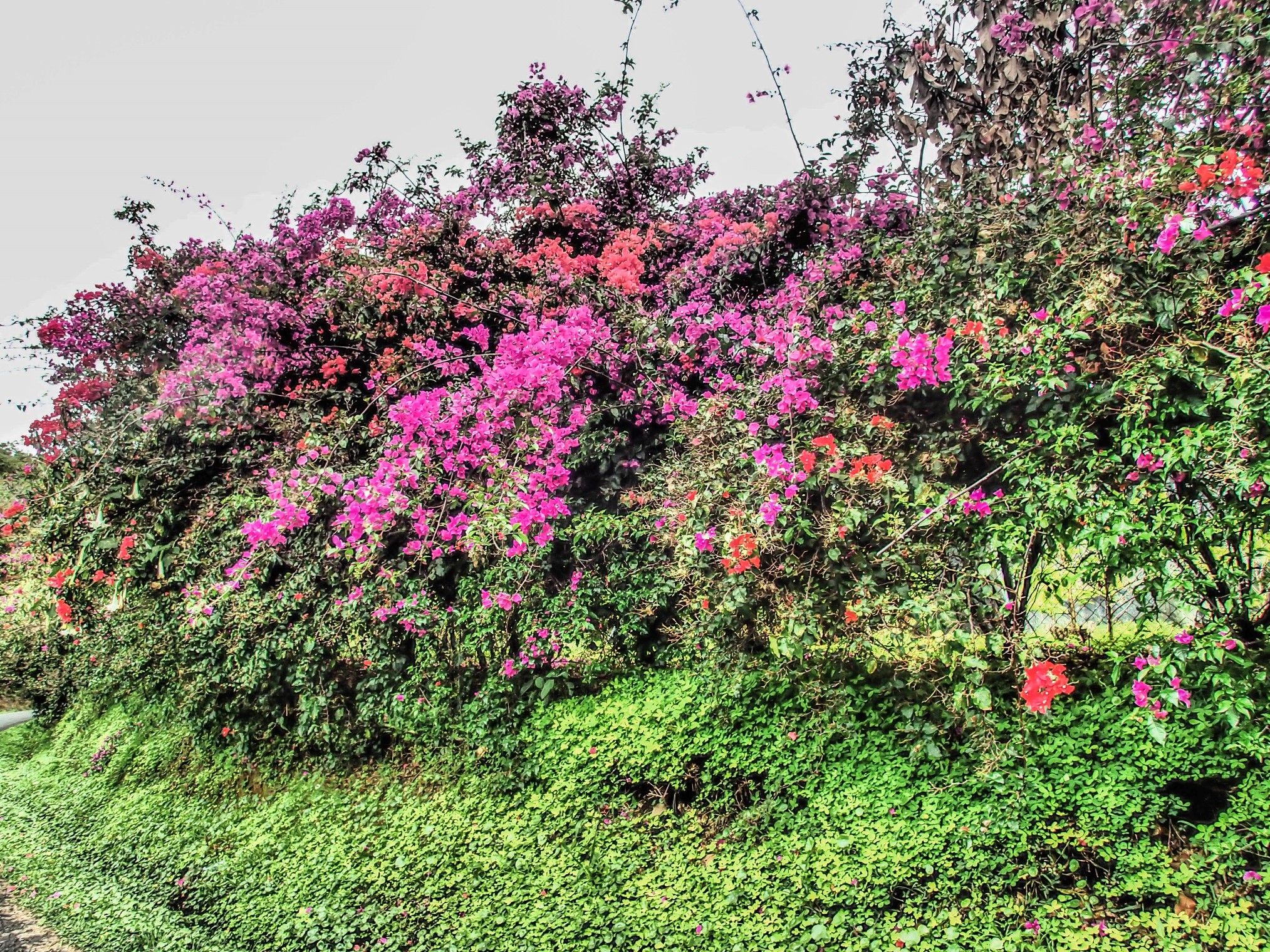 Boquete Panama Coffee