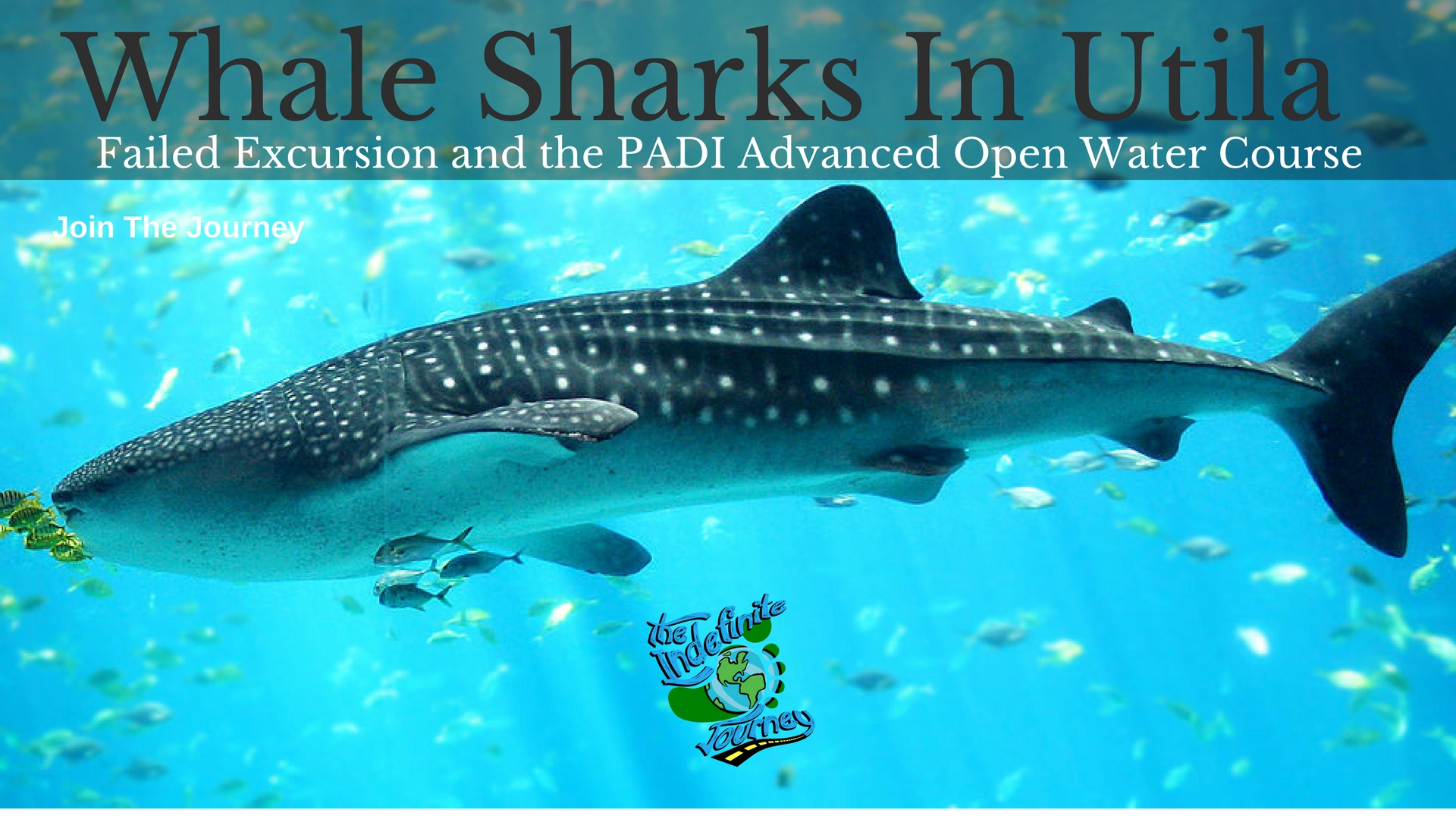 Whale Sharks In Utila - Failed Excursion and the PADI Advanced Open Water Course